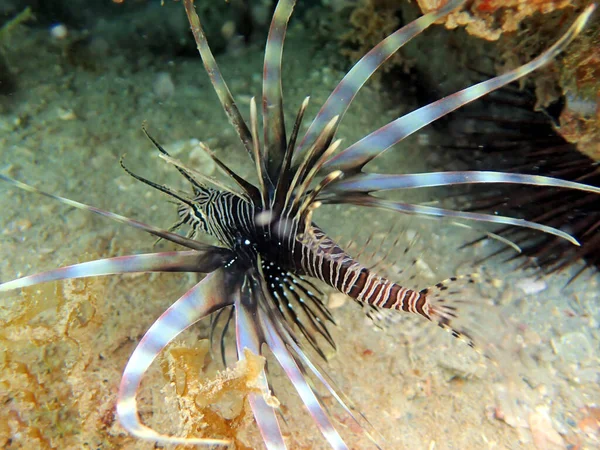 Scorpaenidae Familyasından Bir Kırmızı Aslan Pterois Volitansis Doğal Olarak Hint — Stok fotoğraf