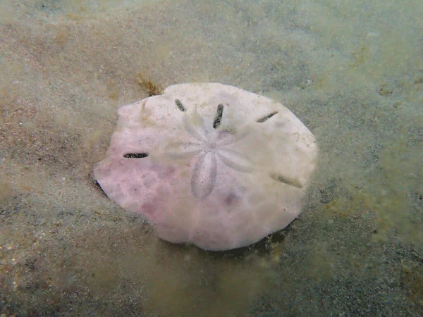 An underwater photo of a Sand Dollar.