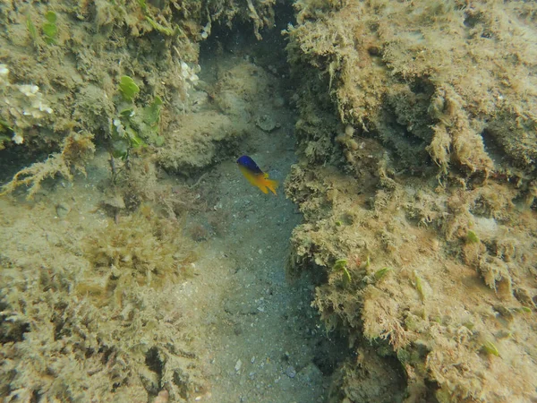 Uma Foto Subaquática Cacau Damselfish Lado Coral — Fotografia de Stock