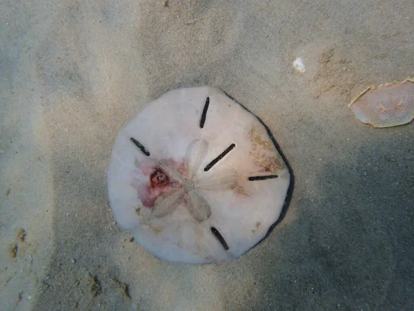 An underwater photo of a Sand Dollar.