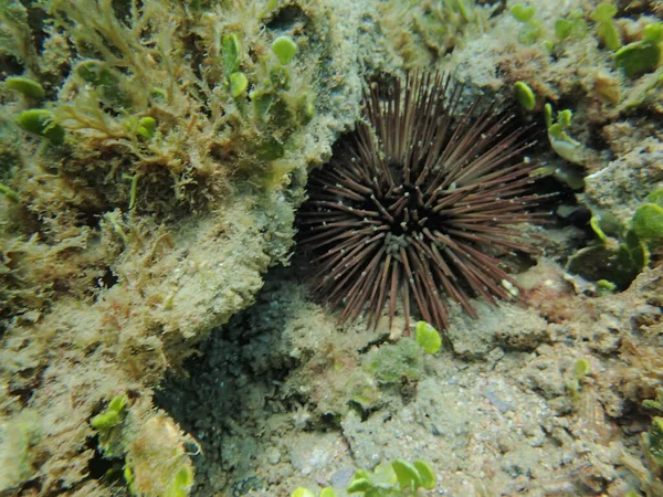 Μια Υποβρύχια Φωτογραφία Ενός Sea Urchin — Φωτογραφία Αρχείου