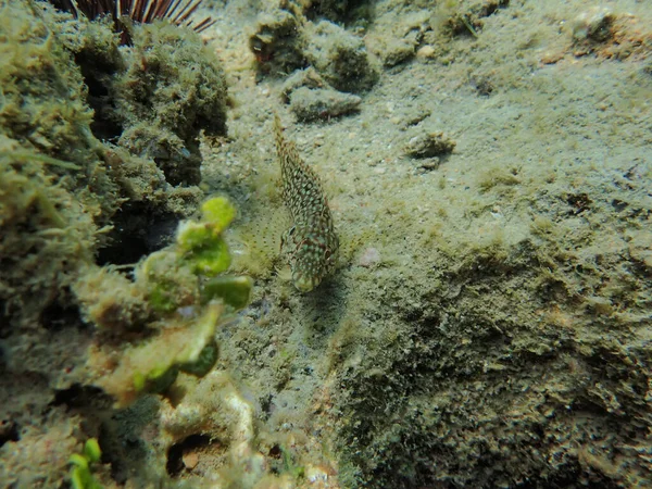 Poisson Blenny Joliment Coloré Assis Sur Fond Océan Curieusement Prudemment — Photo