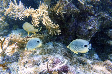 Dört Gözlü Kelebek ya da Chaetodon Capistratus 'un sualtı fotoğrafı Batı Atlantik, Bermuda ve Karayipler' de bulunur..