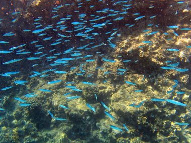 Hawaii Gümüşkenarı ya da Atherinomorus insularum, tideoller ve kıyı sularında yüzeye yakın bir yerde bulunan yaygın bir balık türü. Diğer balık türlerinden farklıdır çünkü iki sırt yüzgeci ve belirgin bir yan çizgi çizgisi vardır..