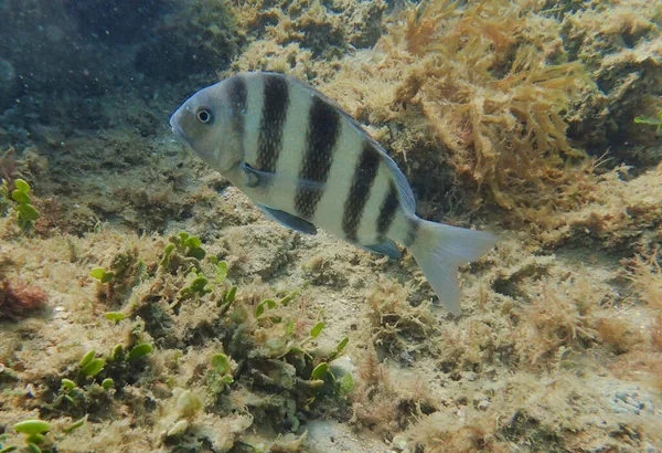 Ryby Cieniowate Lub Archosargus Probatocephalus Ryby Morskie Które Mają Głębokie — Zdjęcie stockowe