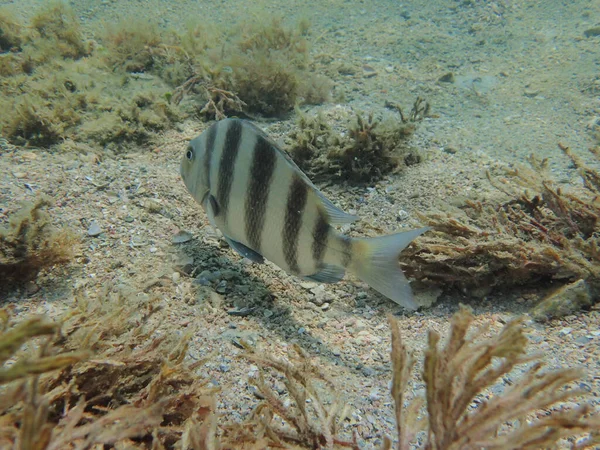 Ryby Ovčí Hlavy Nebo Archosargus Probatocephalus Mořská Ryba Která Hluboký — Stock fotografie