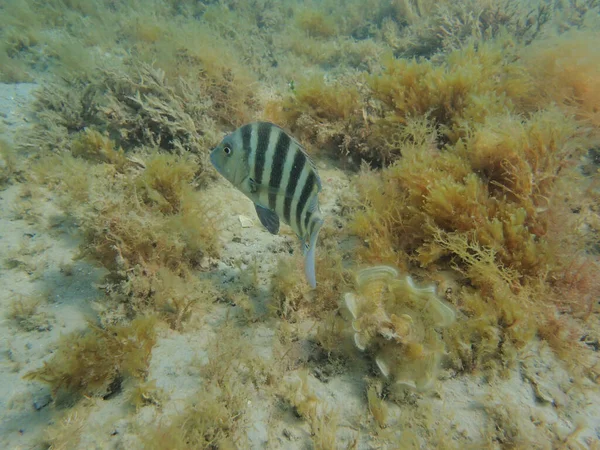 海草魚 Sheepshead FishまたはArchosargus Probatocephalus 体の形に深く圧縮された海洋魚で 灰色の背景と鋭い背側の棘の上に濃い縞模様がある 西大西洋とメキシコ湾の海岸に沿って発見された — ストック写真