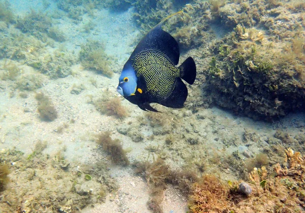 Beautifully Colored French Angelfish Swimming Rock Coral Reefs Ocean Pomacanthus — Stock Photo, Image