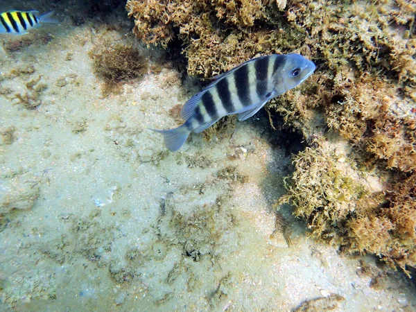 Sheepshead Fish Archosargus Probatocephalus 모양으로 압축되어 있으며 측면에는 배경과 날카로운 — 스톡 사진