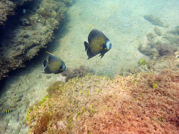 美しい色のフランスの釣り人が海の岩やサンゴ礁を泳いでいます ポンアカンサス パルウ Pomacanthus Paru メキシコ湾バハマの西大西洋に生息するポンアカンサス科の大型エンジェルフィッシュである — ストック写真