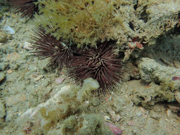 Μια Υποβρύχια Φωτογραφία Ενός Sea Urchin — Φωτογραφία Αρχείου