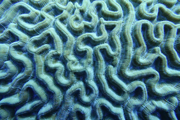 一张珊瑚的水下照片珊瑚是一种海洋无脊椎动物 属于刺胞动物纲的解剖学分类 它们通常生活在由许多相同的单个息肉组成的密集的聚居地中 — 图库照片