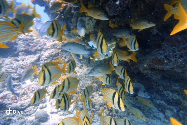 西大西洋 カリブ海 メキシコ湾に自生するナマズやイソレムスのバージニクスの水中写真 — ストック写真