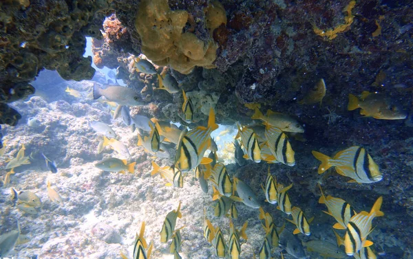 Uma Foto Subaquática Porkfish Anisotremus Virginicus Que Uma Espécie Grunhido — Fotografia de Stock