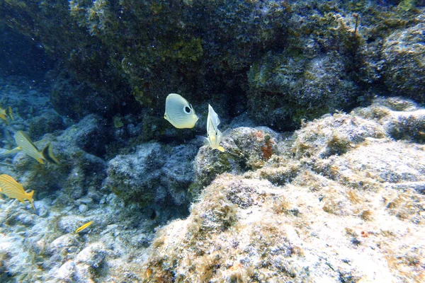 Underwater Photo Four Eyed Butterflyfish Chaetodon Capistratus Found Western Atlantic — Stock Photo, Image