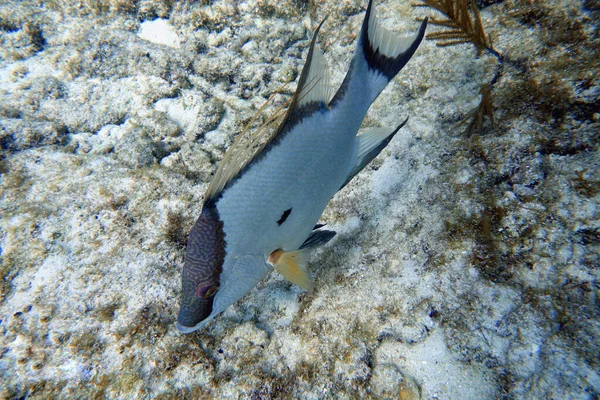 Μια Υποβρύχια Φωτογραφία Ενός Hogfish Lachnolaimus Maximus Είναι Ένα Είδος — Φωτογραφία Αρχείου