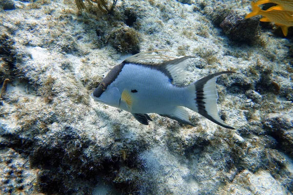 Underwater Photo Hogfish Lachnolaimus Maximus Species Wrasse Native Western Atlantic — Stock Photo, Image