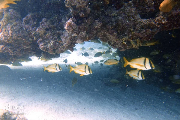 Sebuah Foto Bawah Air Dari Porkfish Atau Anisotremus Virginicus Yang — Stok Foto