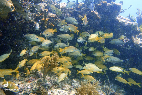 Une Photo Sous Marine Grognement Rayé Bleu Haemulon Sciurus Est — Photo