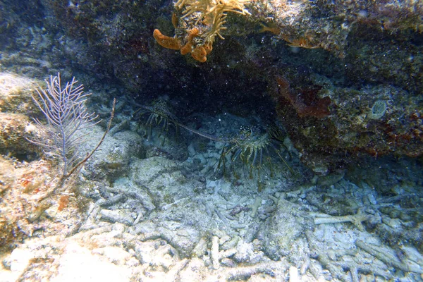 Underwater Photo Lobster — Stock Photo, Image