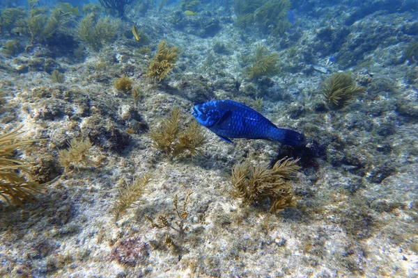 Podvodní Fotka Papouška Plavajícího Kolem Skály Korálových Útesů Oceánu Papoušci — Stock fotografie