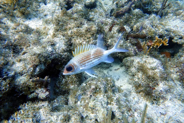Underwater Photo Longspine Squirrelfish Holocentrus Rufus Which Silvery Red Sea — Stock Photo, Image