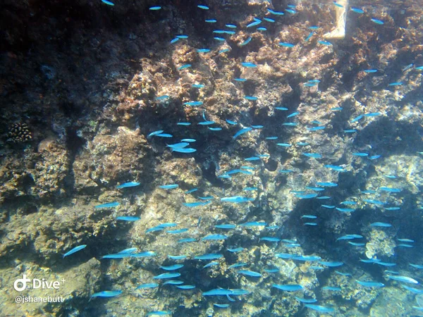 Hawaiian Silverside Atherinomorus Insularum Est Poisson Bancs Communs Près Surface — Photo