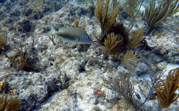 Una Foto Submarina Gruñido Rayas Azules Haemulon Sciurus Gruñido Rayas —  Fotos de Stock