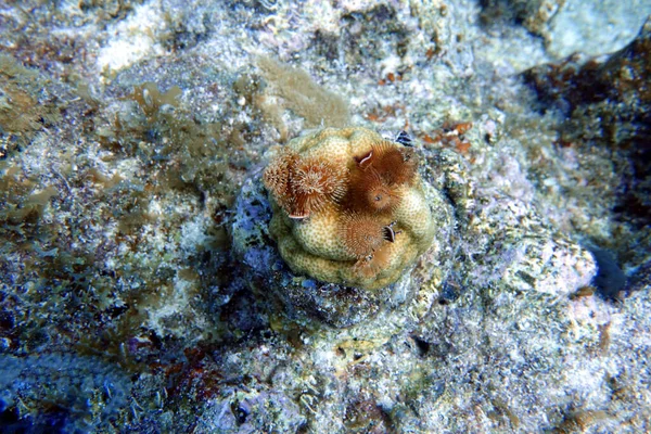 Spirobranchus Giganteus Відомий Різдвяні Ялинкові Хробаки Полігетові Хробаки Належать Родини — стокове фото