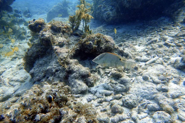 Uma Foto Subaquática Hogfish Lachnolaimus Maximus Uma Espécie Peixe Nativo — Fotografia de Stock