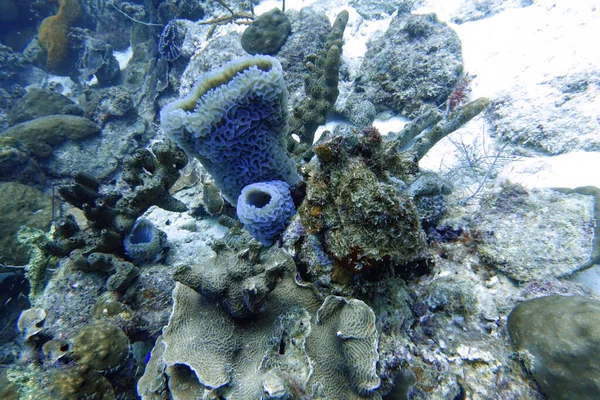 这是一张蓝色海绵的水下照片 这是一个彩色海绵 形状像花瓶 外面有许多凹槽和凹坑 它栖息在加勒比海 巴哈马和佛罗里达的珊瑚礁中 — 图库照片