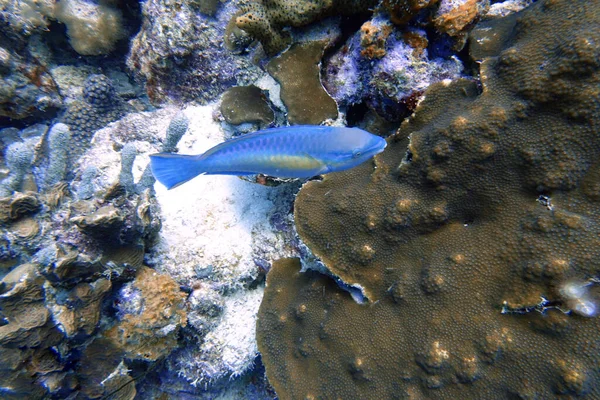 Uma Foto Subaquática Peixe Papagaio Girando Redor Rocha Recifes Coral — Fotografia de Stock