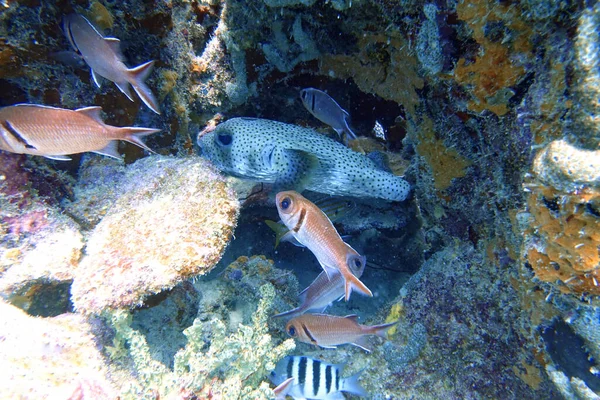 Pufferfish Tetraodontidae Hiding Predators Coral Alongside Big Eyed Squirrelfish Holocentridae — Stock Photo, Image