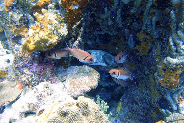 Pufferfish (Tetraodontidae) hiding from predators in between the coral alongside a big eyed squirrelfish (Holocentridae).