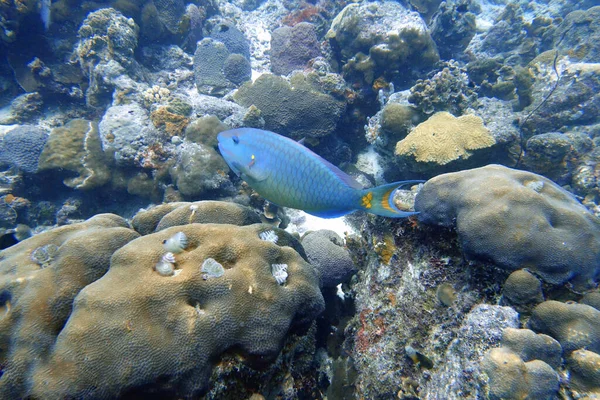 Podwodne Zdjęcie Papugi Pływającej Wokół Skały Raf Koralowych Oceanie Papuga — Zdjęcie stockowe