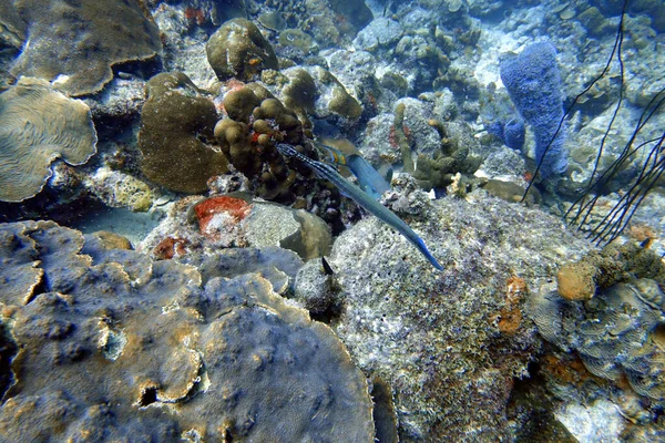 Подводная Фотография Трубача Aulostomus Maculatus Известная Западно Атлантический Трубач Представляет — стоковое фото