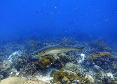 Megalops cinsinin büyük hava soluyan balığı olan bir Tarpon 'un sualtı fotoğrafı; bir tür Atlantik' e ve diğeri de Hint-Pasifik denizlerine özgüdür. Megalopidae familyasının tek üyeleri..