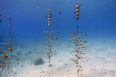 Bir mercan çiftliğinin sualtı fotoğrafı. Mercanlar, Cnidaria cinsinin Anthozoa sınıfı içinde bulunan deniz omurgasızlarıdır. Genellikle özdeş birçok polipten oluşan kompakt kolonilerde yaşarlar.