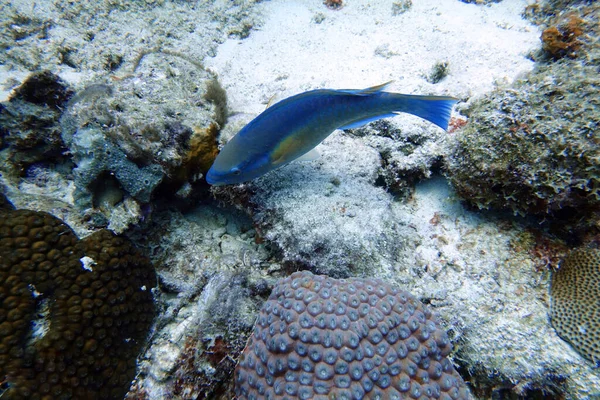 Podvodní Fotka Papouška Plavajícího Kolem Skály Korálových Útesů Oceánu Papoušci — Stock fotografie