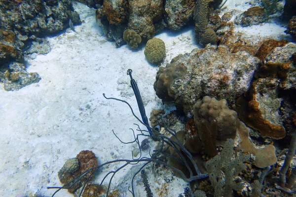 Una Foto Submarina Pez Trompeta Aulostomus Maculatus Que También Conoce —  Fotos de Stock