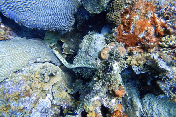 Podwodne Zdjecie Yellow Spotted Morski Wąż — Zdjęcie stockowe