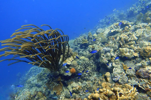 Подводный Креольский Расс Clepticus Parrae Является Разноцветной Тушью Произрастающей Атлантическом — стоковое фото