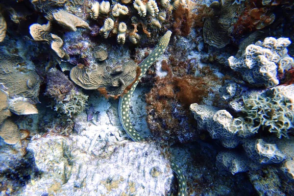 Una Foto Submarina Una Serpiente Marina Manchada Amarillo —  Fotos de Stock
