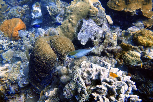 Une Photo Sous Marine Poisson Perroquet Nageant Autour Rocher Des — Photo