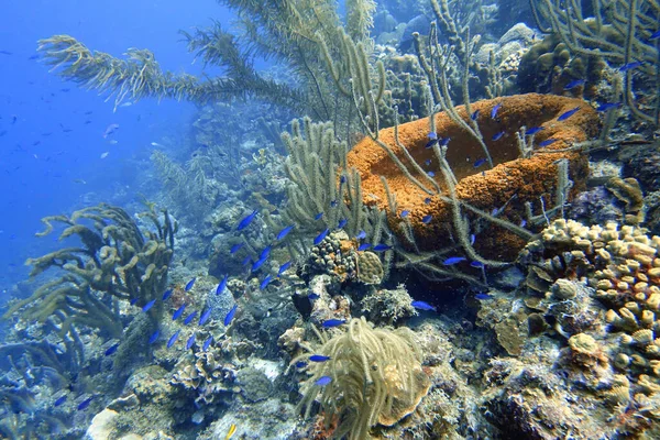 Underwater Creole Wrasse Clepticus Parrae Colorful Wrasse Native Atlantic Ocean — Stock Photo, Image