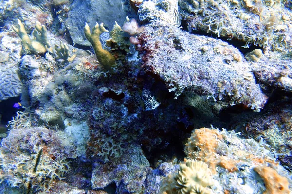 Une Photo Sous Marine Triqueter Lactophrys Également Connu Sous Nom — Photo