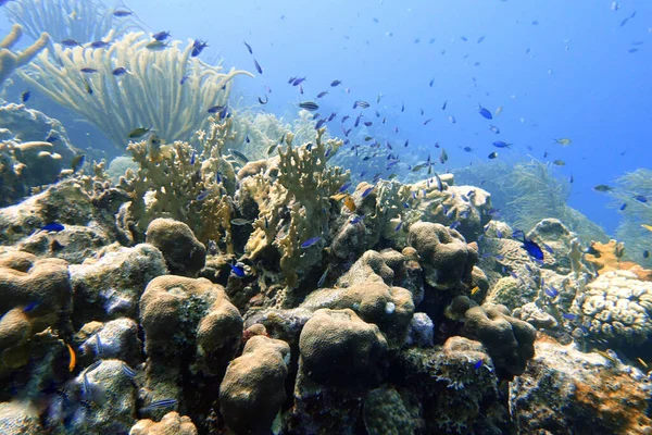 Underwater Creole Wrasse Clepticus Parrae Colorful Wrasse Native Atlantic Ocean — Stock Photo, Image