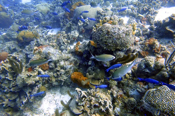 Une Wrasse Créole Clepticus Perrae Est Une Wrasse Colorée Originaire — Photo