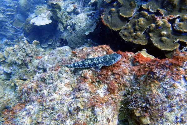 Uma Foto Subaquática Lizardfish — Fotografia de Stock