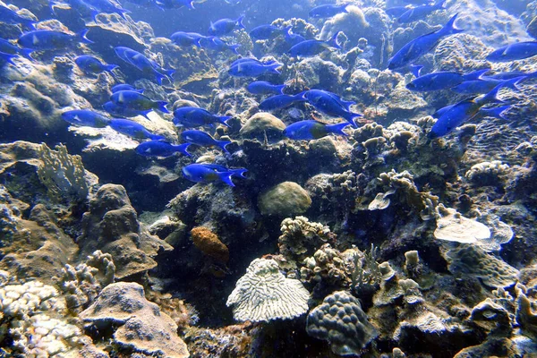 Underwater Creole Wrasse Clepticus Parrae Colorful Wrasse Native Atlantic Ocean — Stock Photo, Image